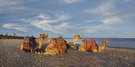 Egyptian camels Dromedaries