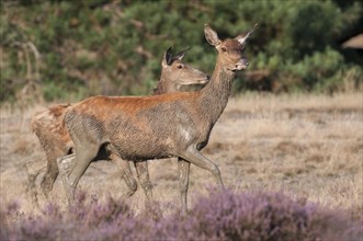 Two alto-animals of the red deer