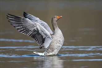 Greylag goose