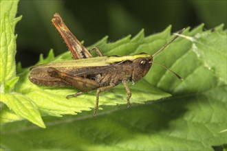 Rufous grasshopper