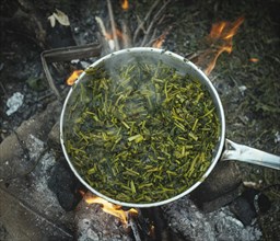 Wild vegetables in a pot around the campfire of a family of refugees in the camp Idomeni