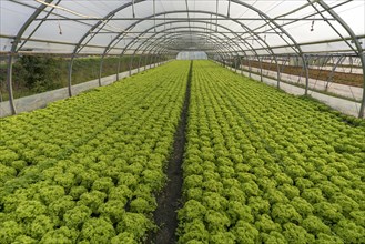Salad growing in a greenhouse tunnel