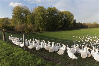 White domestic geese in a meadow