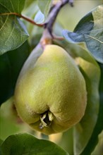 Pear Quince