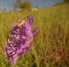 Gold longhorn moth