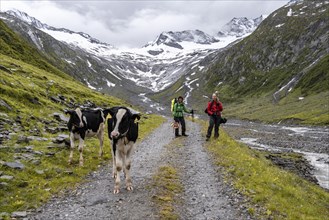 Kuehe und Wanderer auf Wanderweg vor Gletscher