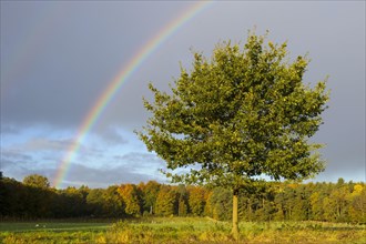 Rainbow over Oak