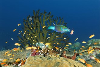 Reef landscape with parrot fish