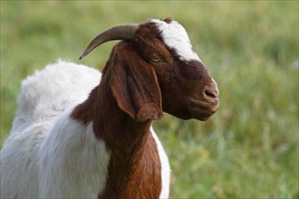 BoersDomestic Goat