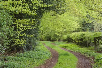 Weg im Herrenholz