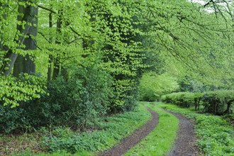 Weg im Herrenholz