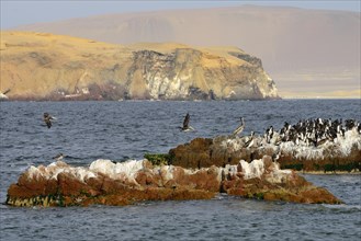 Bird Island in Paracas National Reserve