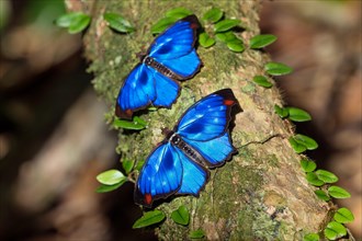 Iridescent blue butterflies