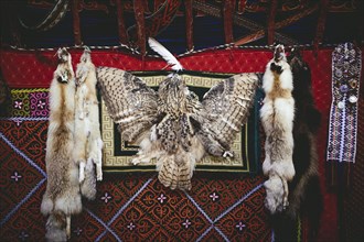 Trophies of the eagle hunter Bashakhan Spai