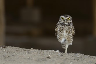 Pacific pygmy owl