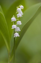 Flowering Lily of the valley