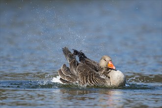 Greylag goose