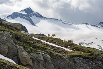 Sheep in front of mountains