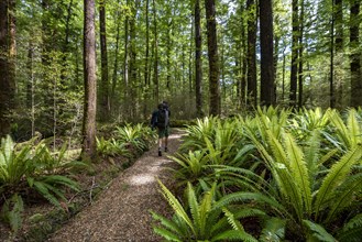 Hiker on trail through forest with ferns