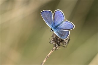 Hauhechel-Gossamer winged butterfly