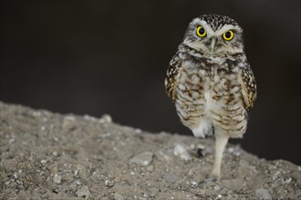 Pacific pygmy owl