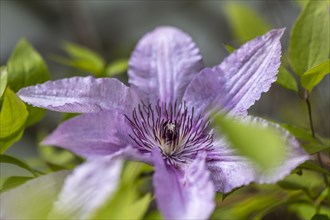 Flower of a purple Clematis