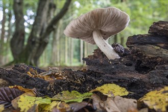 Mushroom in the autumnal primeval forest Baumweg