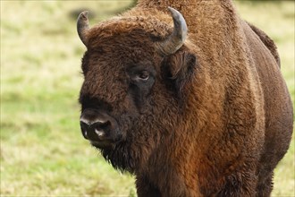 Bison