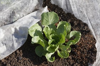 Young salad plant in the field