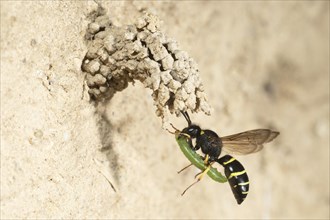 Chimney wasp approaching the cave with weevil larva