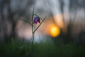 Snake's Head Fritillary