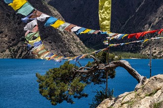 Lake Phoksundo with Buddhist prayer flags and wind shaped tree