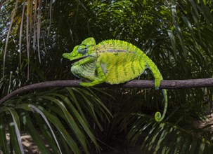 Chameleon male