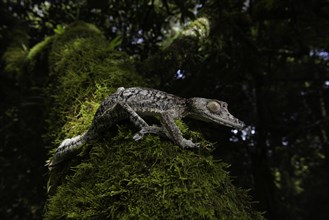 Flat-tailed gecko