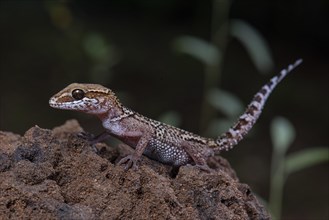 Greeting head gecko