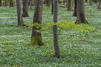 Beech forest with Wood anemones