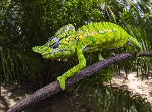 Chameleon male