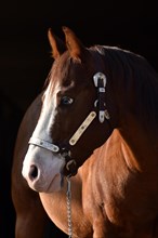 Portrait of an American Quarter Horse stallion
