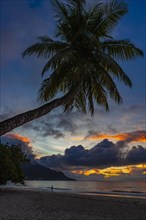 Palm tree and sea at sunset in Beau Vallon Bay