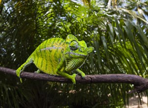 Chameleon male