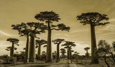 Baobab Alley