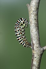 Caterpillar ready for pupation of a Swallowtail