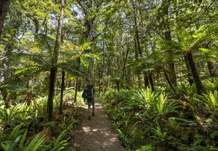 Hiker on a hiking trail through forest with ferns and Tree fern