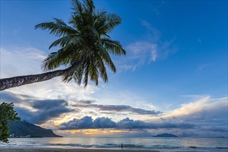 Palm tree and sea at sunset in Beau Vallon Bay