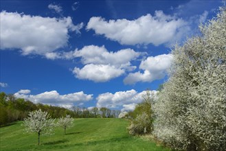 Flowering fruit trees in spring landscape