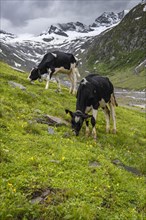 Kuehe im Tal weiden vor Gletscher