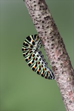 Caterpillar