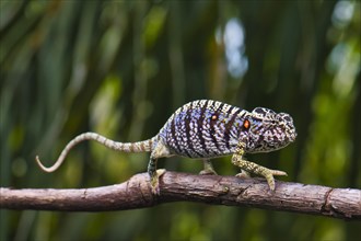 Chameleon female