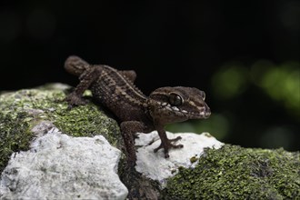 Bighead gecko