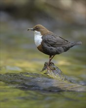 White-breasted dipper